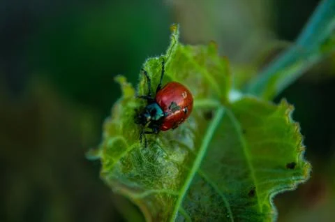 Insect Foto stock