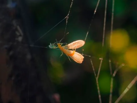 Insect Stock Photos