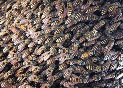 Insect Stock Photos