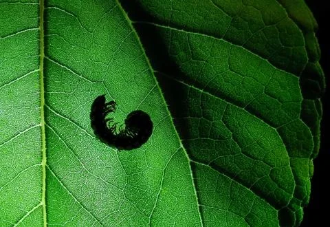 Insect Stock Photos
