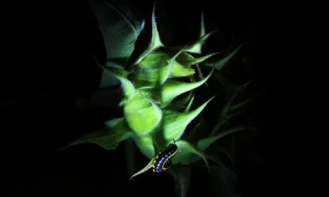 Insect Stock Photos