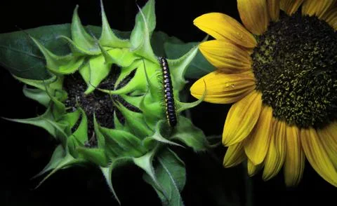 Insect Stock Photos