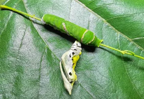 Insect Stock Photos