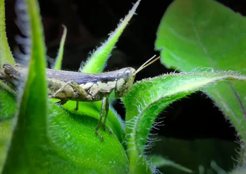 Insect Stock Photos