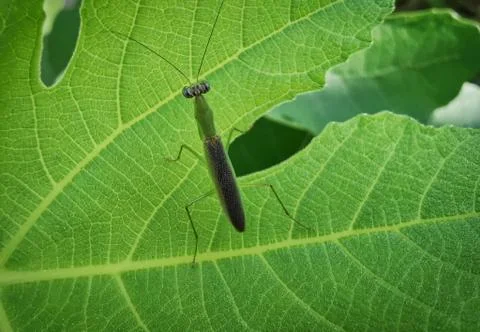 Insect Stock Photos
