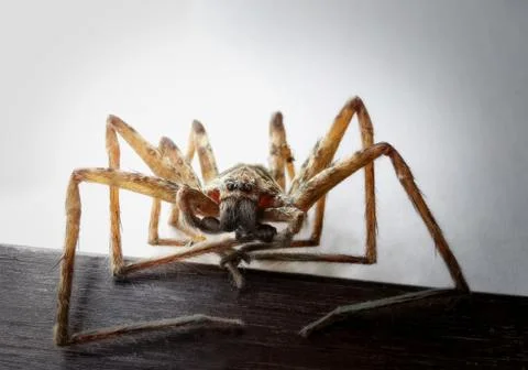 Insect Stock Photos