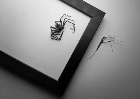 Insect Stock Photos