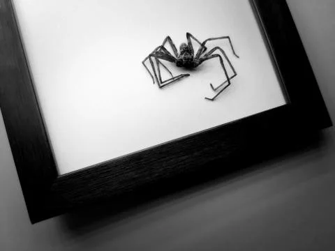 Insect Stock Photos