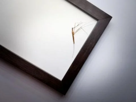 Insect Stock Photos