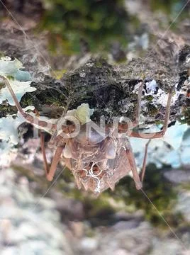 Insect Stock Image ~ Royalty Free #138618086 | Pond5