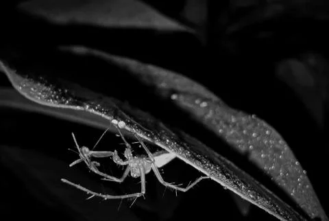 Insect Stock Photos