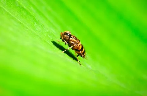Insect Stock Photos