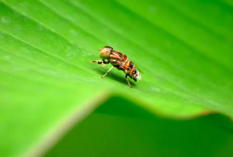 Insect Stock Photos