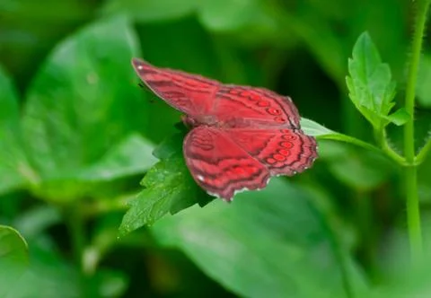 Insect Stock Photos
