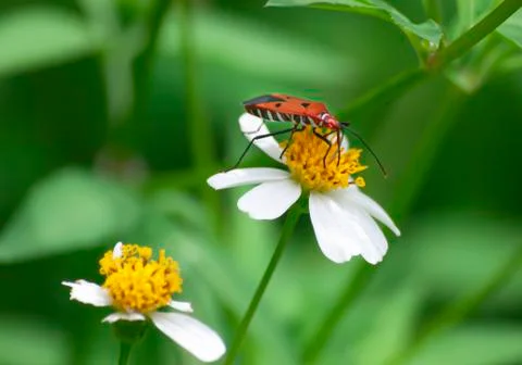 Insect Stock Photos