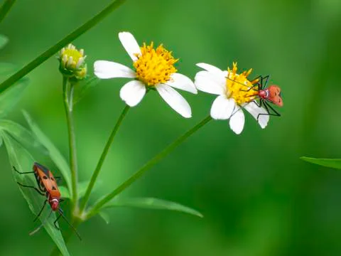 Insect Stock Photos