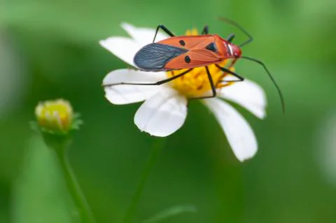 Insect Stock Photos