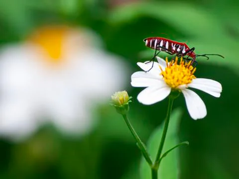 Insect Stock Photos