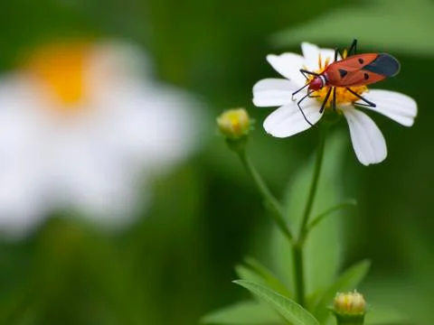 Insect Stock Photos