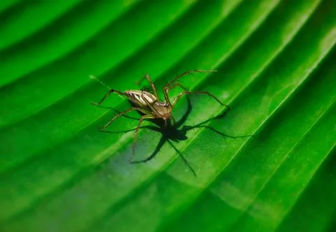 Insect Stock Photos