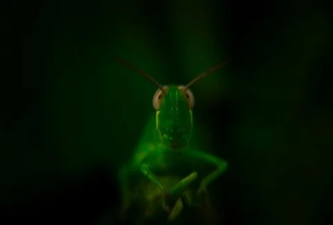 Insect Stock Photos