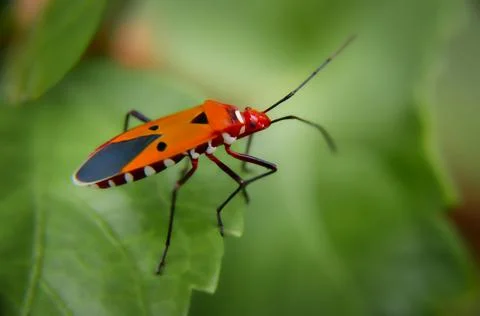 Insect Stock Photos