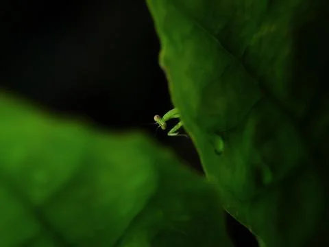 Insect Stock Photos