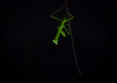 Insect Stock Photos