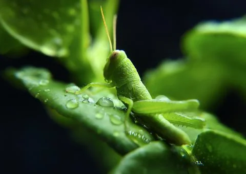 Insect Stock Photos