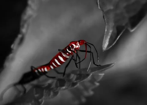 Insect Stock Photos