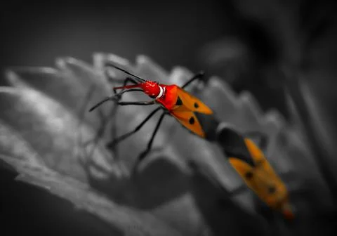Insect Stock Photos