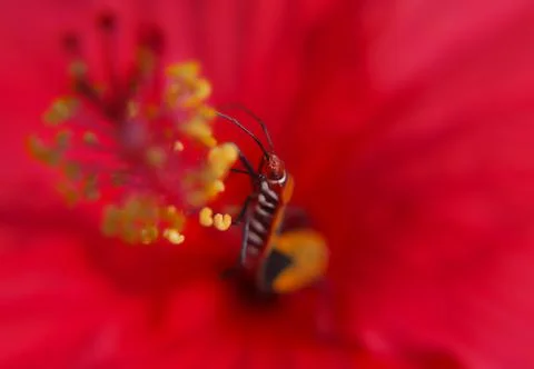 Insect Stock Photos