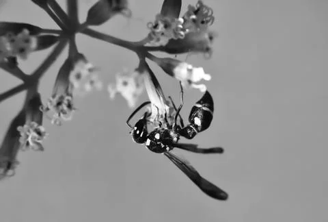Insect Stock Photos