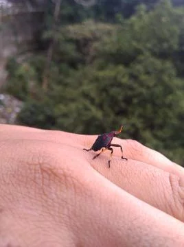 An insect  Stock Photos