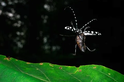 Insect Stock Photos