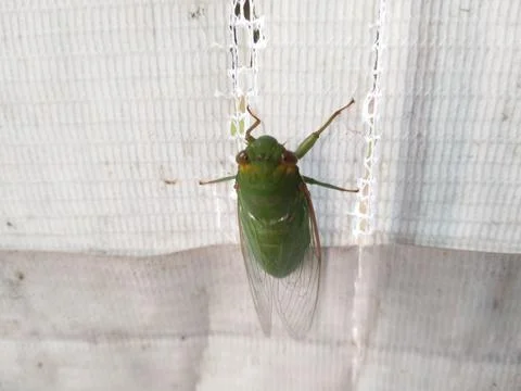Insect Stock Photos