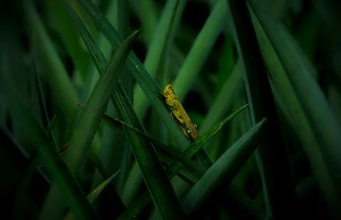 Insect Stock Photos