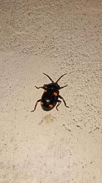 An insect Stock Photos