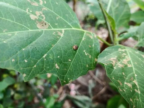 Insect Stock Photos