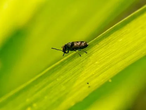 Insect Stock Photos
