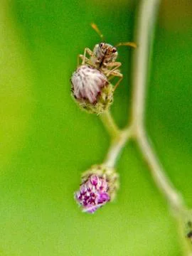 Insect Stock Photos
