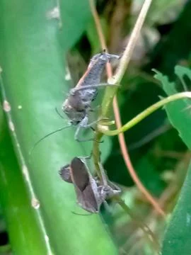 Insect 스톡 사진