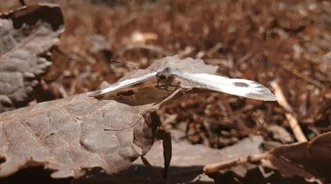 Insect photography Stock Photos