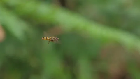 Insect in Pine Forest Stock Footage 135844205