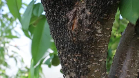 Insect plague in a peach tree Stock Footage 242756900