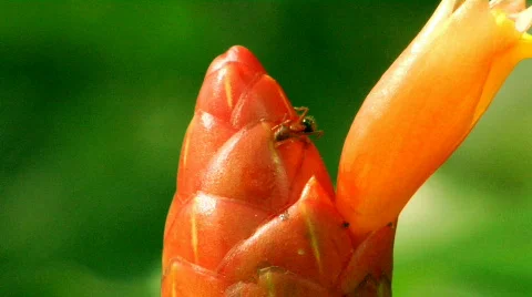 Insect on plant bulb Stock Footage 371511