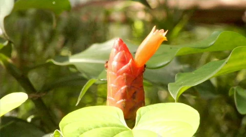 Insect on plant bulb Wide Stock Footage