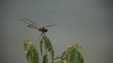 INSECT ON PLANT Stock Footage 29888683