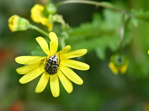 Insect plant pollinator Foto stock