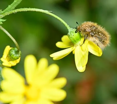 Insect plant pollinator Stock Photos